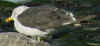 7331.jpg (68780 bytes)