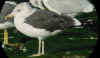 7381.jpg (74957 bytes)