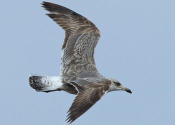 juvenile LBBG in October, ringed in Norway. (131273 bytes)