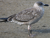 juvenile LBBG, ringed in the Netherlands.