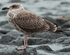 1cy LBBG, ringed in Belgium. (101631 bytes)