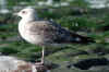 2cy graellsii in October, ringed in the Belgium. (129132 bytes)