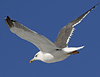adult LBBG intermedius in September, ringed in Norway. (95609 bytes)