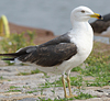 juvenile LBBG in October, ringed in Norway. (131273 bytes)