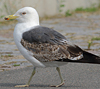 juvenile LBBG in October, ringed in Norway. (131273 bytes)