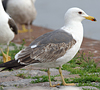 juvenile LBBG in October, ringed in Norway. (131273 bytes)