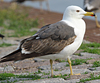 juvenile LBBG in October, ringed in Norway. (131273 bytes)