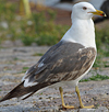 juvenile LBBG in October, ringed in Norway. (131273 bytes)