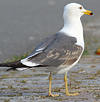 juvenile LBBG in October, ringed in Norway. (131273 bytes)