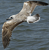 2172.jpg (51826 bytes)