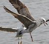 juvenile LBBG in October, ringed in Norway. (131273 bytes)