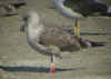 2cy LBBG in August, ringed in the Netherlands. (54795 bytes)
