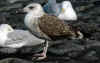 2cy LBBG in August, ringed in Belgium. (113933 bytes)