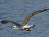juvenile LBBG in September, ringed in Norway. (73485 bytes)