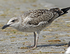 4241cy1pale.jpg (65027 bytes)
