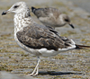 juvenile LBBG in September, ringed in Norway. (73485 bytes)