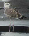 2cy LBBG in September, ringed in Belgium. (68215 bytes)