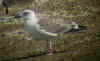 2cy LBBG in September, ringed in the Netherlands. (73160 bytes)