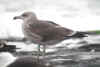 2cy LBBG in August, ringed in the Netherlands. (52920 bytes)