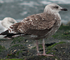 2cy graellsii in October, ringed in the Netherlands. (111593 bytes)