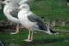 ad LBBG in October, ringed in the Netherlands. (142636 bytes)