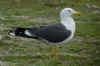 adult graellsii in May, ringed in Belgium. (67406 bytes)