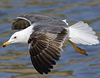 juvenile LBBG in October, ringed in Norway. (131273 bytes)