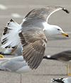 juvenile LBBG in October, ringed in Norway. (131273 bytes)