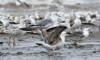 3cy graellsii LBBG in June, ringed in the Netherlands. (135385 bytes)