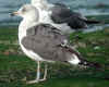 3cy LBBG intermedius, ringed in Norway. (133525 bytes)