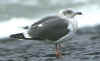 3cy LBBG in October, ringed in the Netherlands. (54090 bytes)