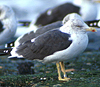 juvenile LBBG in October, ringed in Norway. (131273 bytes)