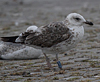 juvenile LBBG, ringed in the Netherlands.