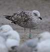 juvenile LBBG, ringed in the Netherlands.
