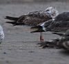 juvenile LBBG, ringed in the Netherlands.