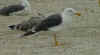 ad LBBG in August, ringed in the Netherlands. (57118 bytes)