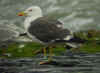 ad LBBG in August, ringed in the Netherlands. (72478 bytes)