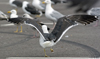 sub-adult LBBG in August, ringed in Belgium. (82012 bytes)