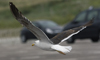 sub-adult LBBG in August, ringed in Belgium. (82012 bytes)