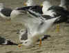 adult LBBG Dutch intergrade in September, ringed in the Netherlands. (72865 bytes)