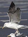 juvenile LBBG, ringed in the Netherlands. 
