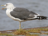 juvenile LBBG, ringed in the Netherlands. 