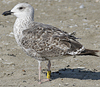2cy LBBG in August, ringed in the Netherlands. (54795 bytes)