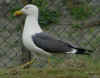 ad LBBG in Januari-April, ringed in the Netherlands. (74117 bytes)