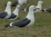 ad LBBG in Januari-April, ringed in the Netherlands. (75877 bytes)