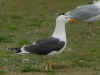 ad LBBG in Januari-April, ringed in the Netherlands. (74005 bytes)