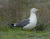 ad LBBG in Januari-April, ringed in the U.K. (72074 bytes)