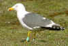 ad LBBG in Januari-April, ringed in the Netherlands. 