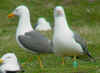 ad LBBG in Januari-April, ringed in the Netherlands. 