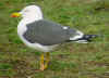 ad LBBG in Januari-April, ringed in the Netherlands. 